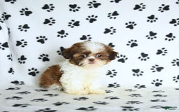 Shih Tzu dogs for sale: Charlie - Image 15