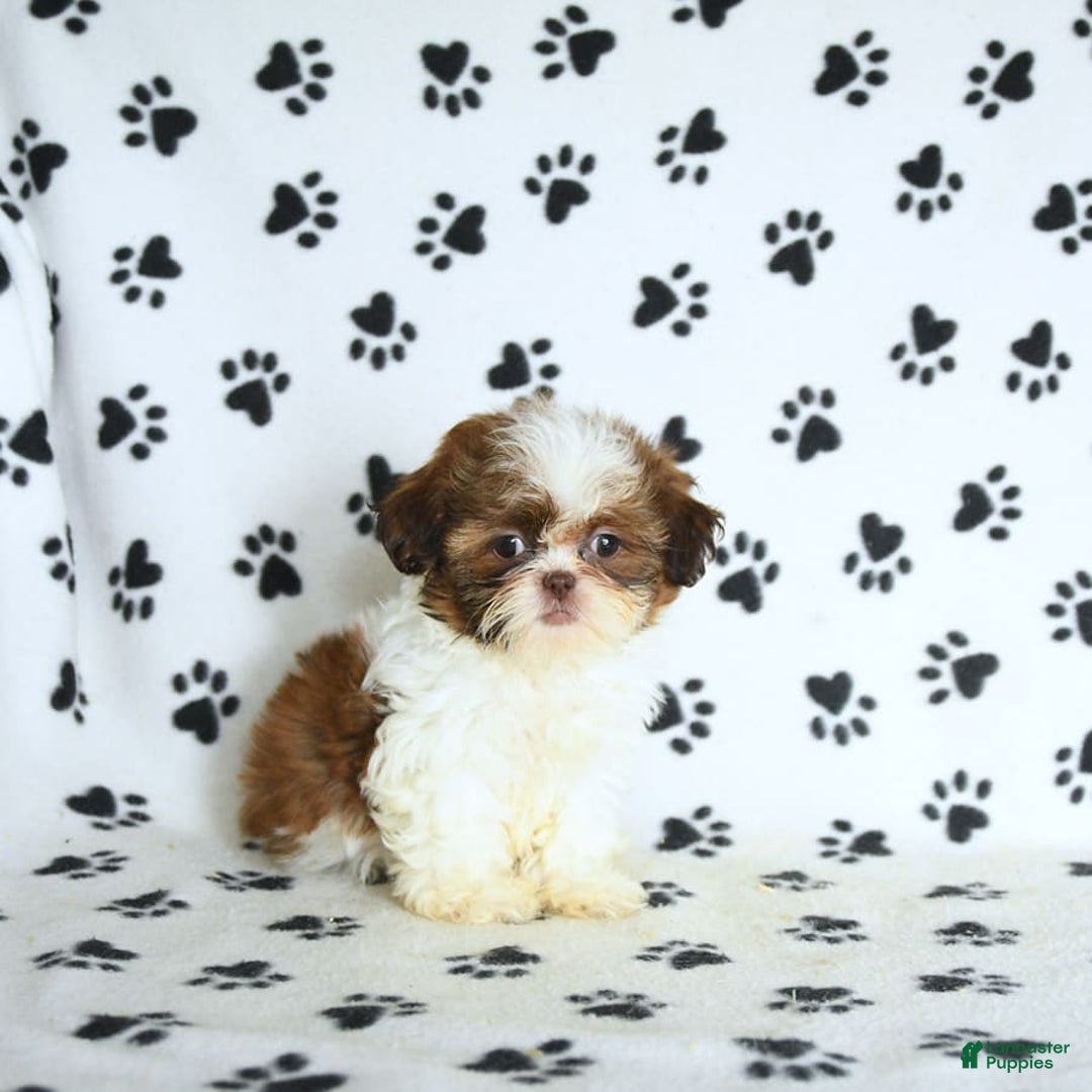 Shih Tzu dogs for sale: Charlie - Image 15