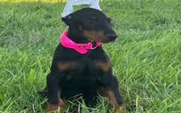 Doberman Pinscher dogs for sale: Rosie - Image 4