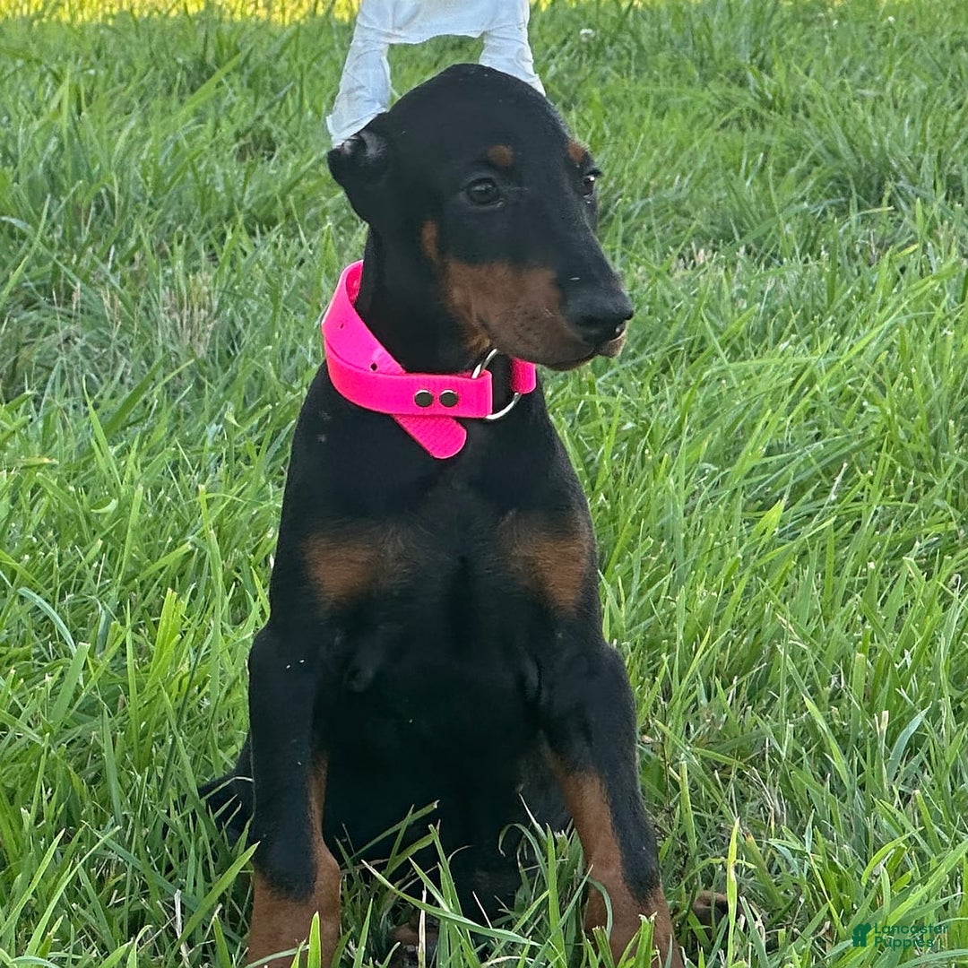 Doberman Pinscher dogs for sale: Rosie - Image 4