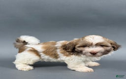 Havanese dogs for sale: OWEN - Image 4