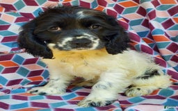 Cocker Spaniel dogs for sale: Nash - Image 14