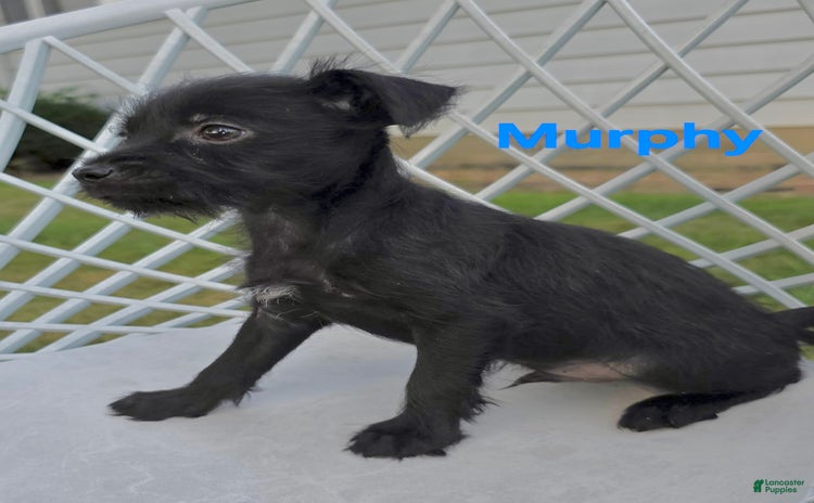 Chihuahua dogs for sale - Ad 2