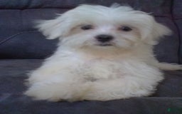 Maltese dogs for sale: Dawson - Image 10