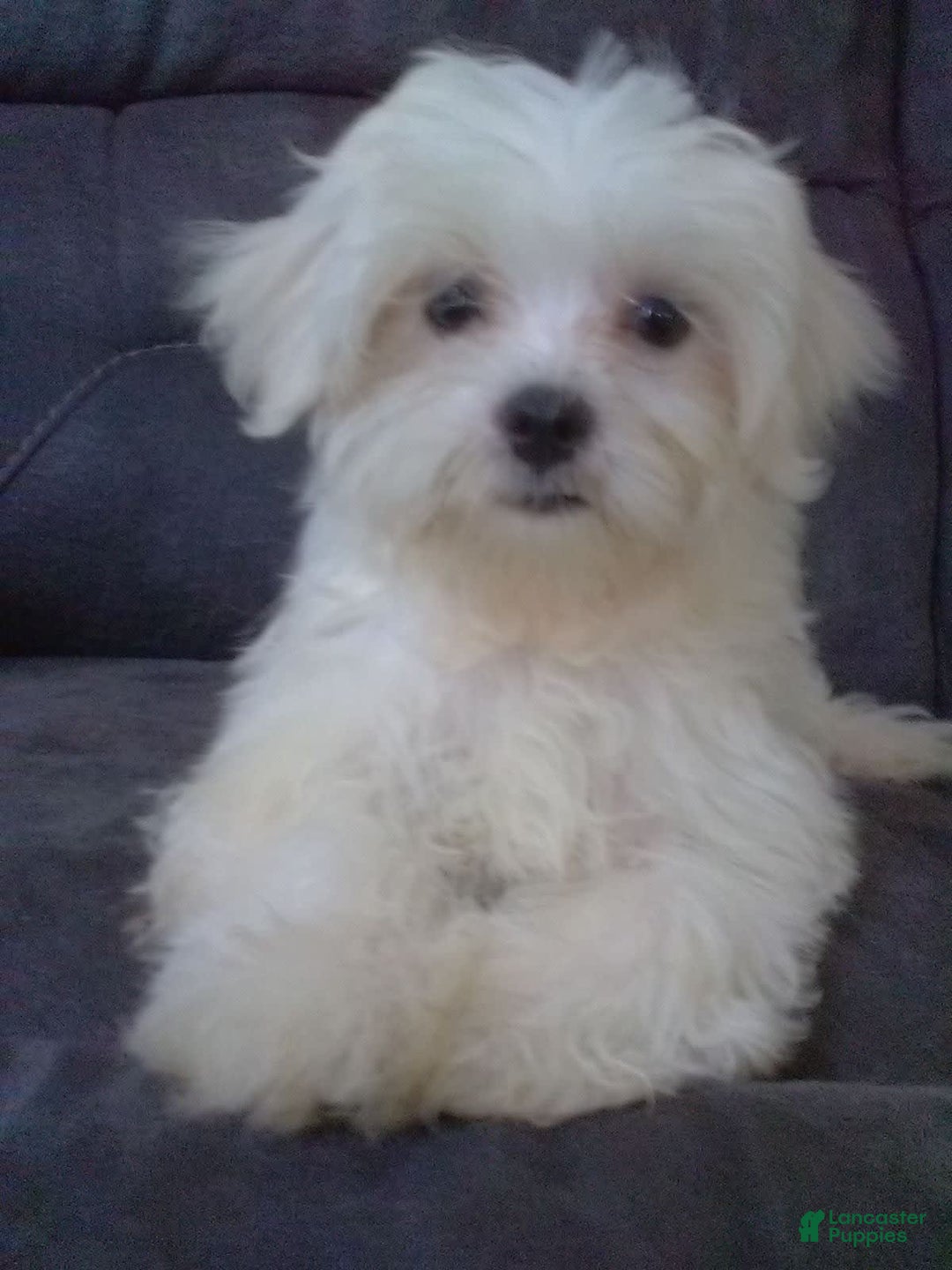 Maltese dogs for sale: Dawson - Image 10