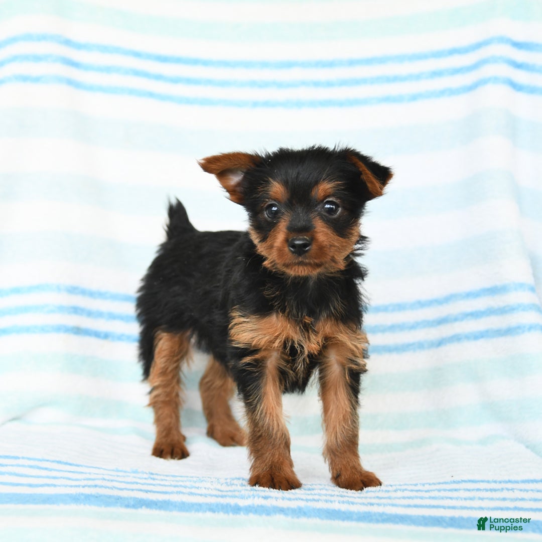 Yorkshire Terrier dogs for sale: Mark - Image 3