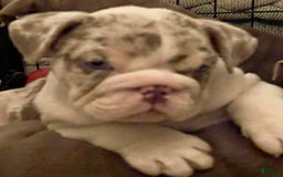English Bulldog dogs for sale: Iceman - Image 6