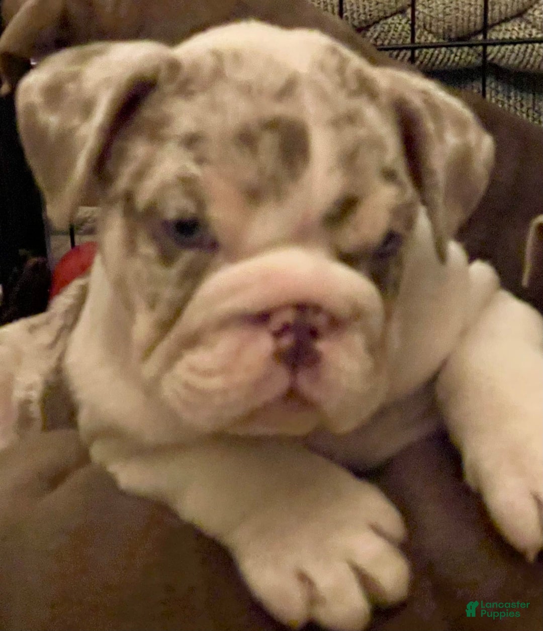 English Bulldog dogs for sale: Iceman - Image 6