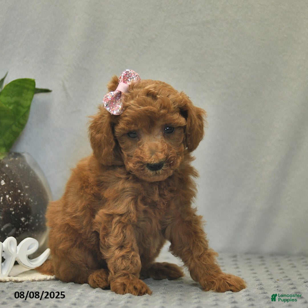 Toy Poodle dogs for sale: Juliet - Image 5