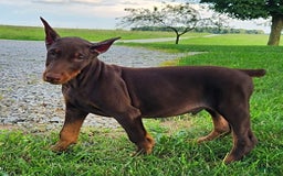 Doberman Pinscher dogs for sale: Mark - Image 6