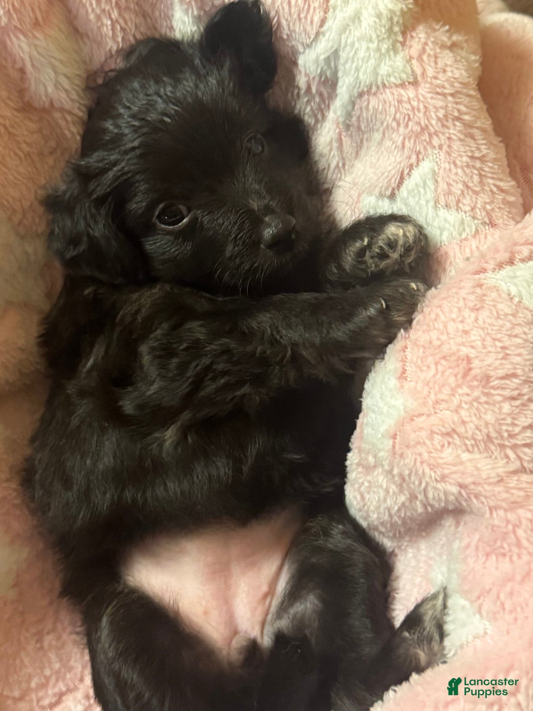 Mini Aussiedoodle dogs for sale: Ninja - Image 1
