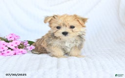 Morkie dogs for sale: Moses - Image 3