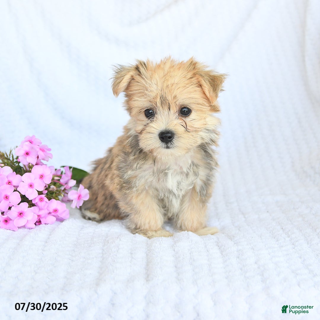 Morkie dogs for sale: Moses - Image 3