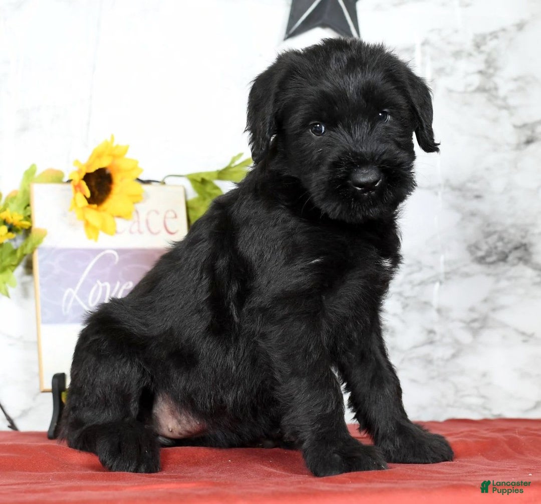 Giant Schnauzer dogs for sale: Teresa Giant - Image 2