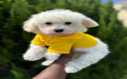 Bichpoo dogs for sale: Saint - Image 3