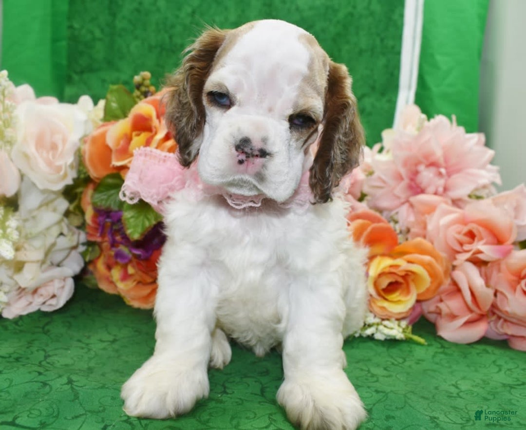 Cocker Spaniel dogs for sale: Akcabbysablepartimerleblueeyescockerpuppy - Image 5