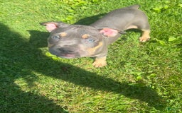American Bully dogs for sale: Bou - Image 4