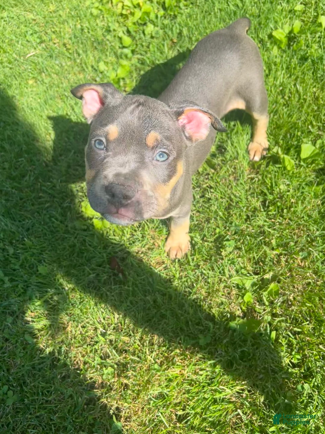 American Bully dogs for sale: Bou - Image 4