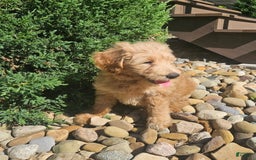 Goldendoodle dogs for sale: Honey - Image 5