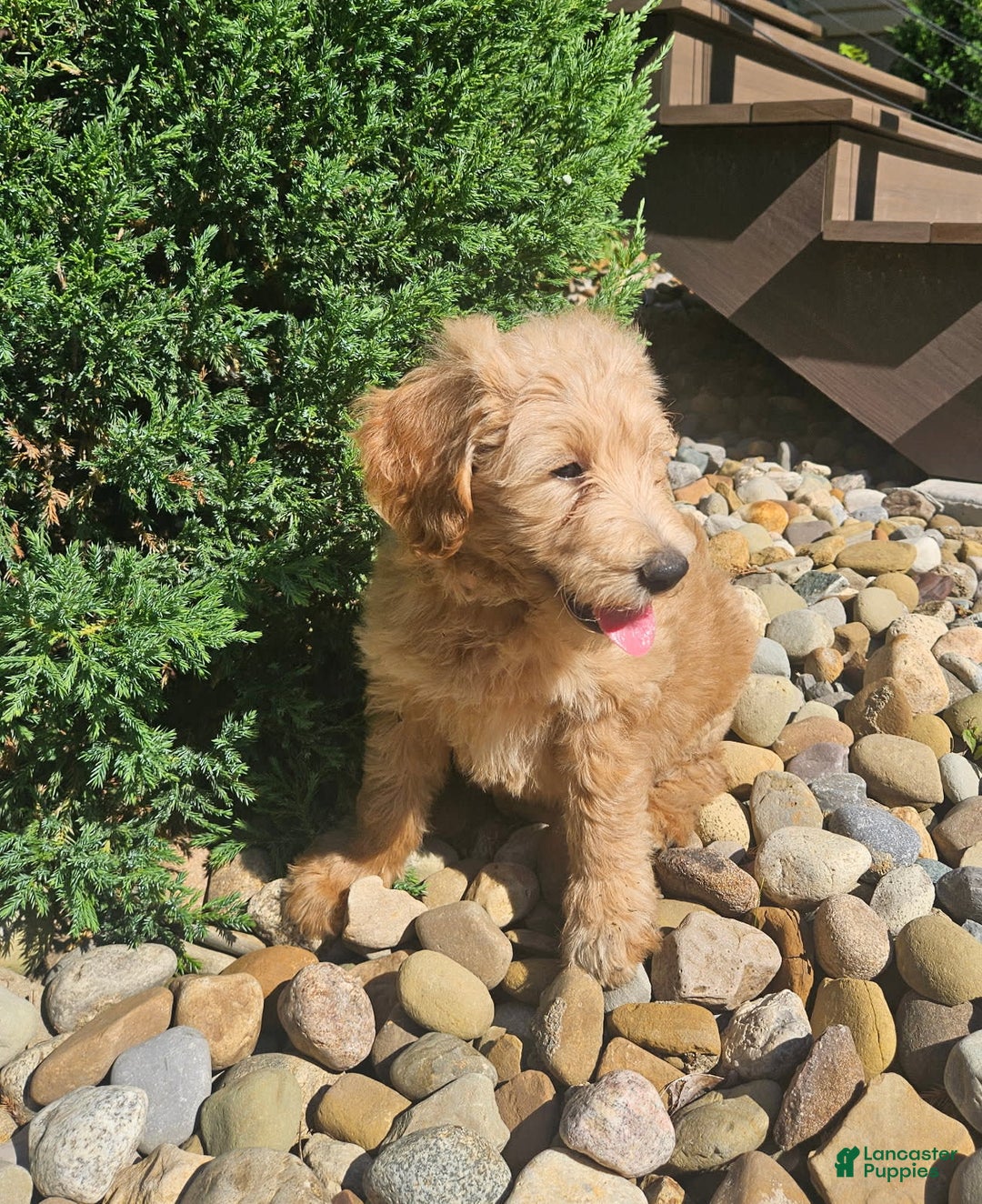 Goldendoodle dogs for sale: Honey - Image 5
