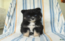 Pomsky dogs for sale: Honey - Image 2