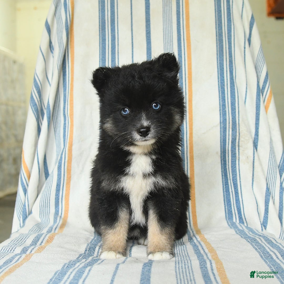 Pomsky dogs for sale: Honey - Image 2