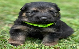 German Shepherd dogs for sale: Boy - Image 19