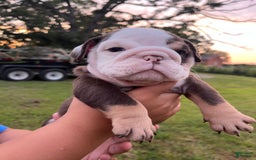English Bulldog dogs for sale: Spot - Image 2