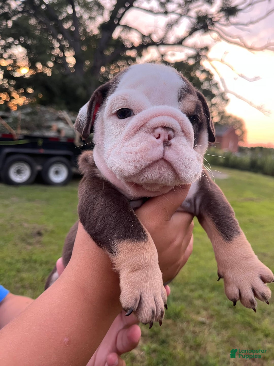 English Bulldog dogs for sale: Spot - Image 2