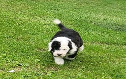 Old English Sheepdog dogs for sale: Clover - Image 4