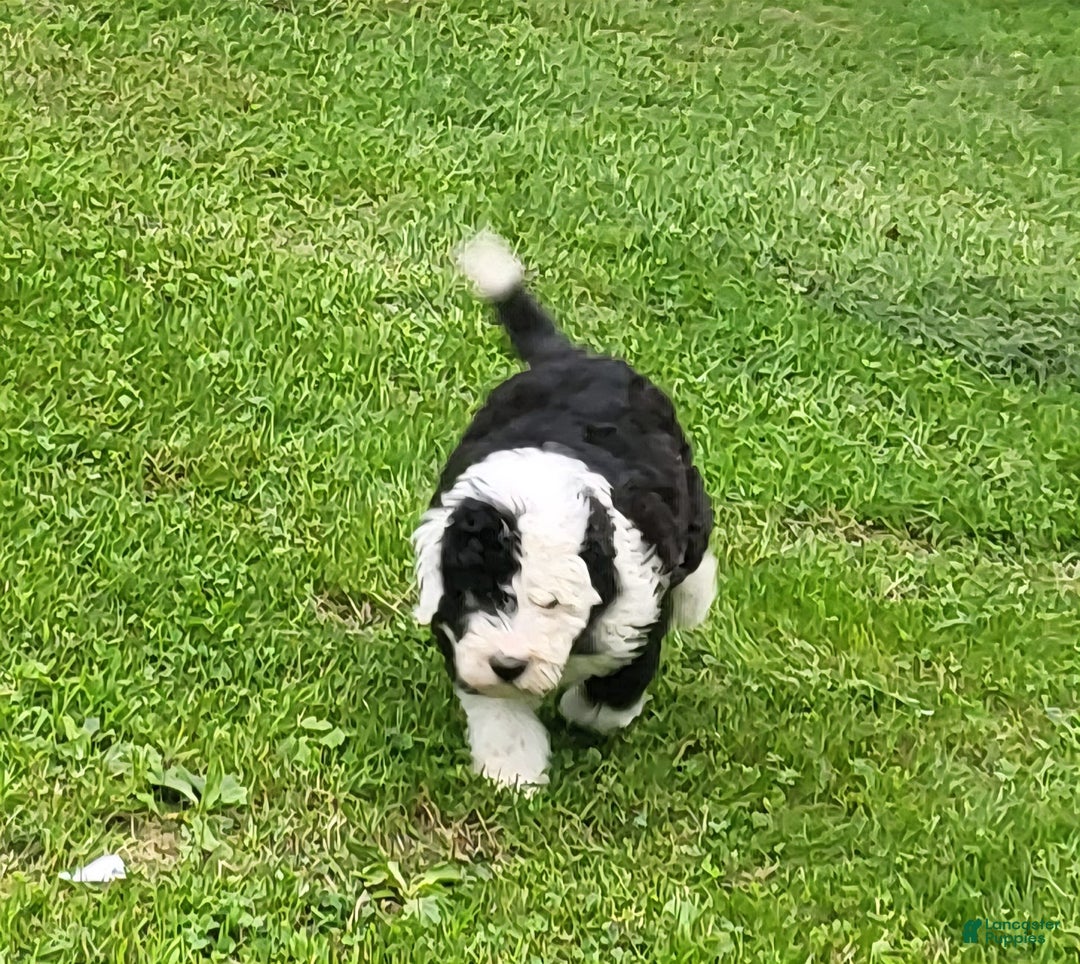 Old English Sheepdog dogs for sale: Clover - Image 4