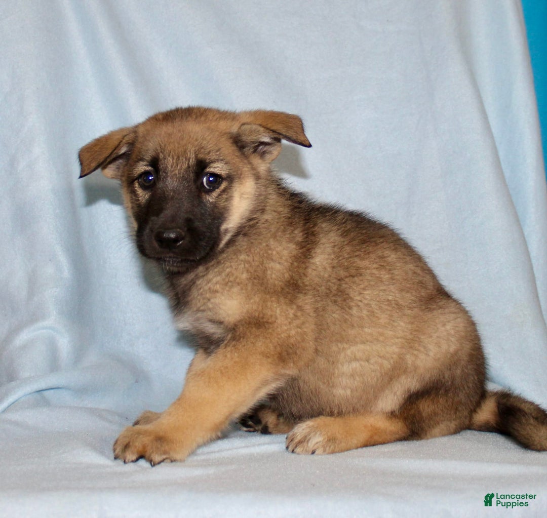 German Shepherd dogs for sale: Tammy - Image 5