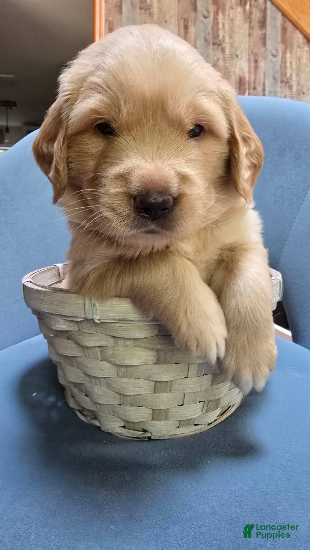 Golden Retriever dogs for sale: Astreae - Image 1