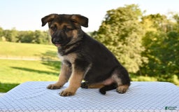 German Shepherd dogs for sale: Mackenzie - Image 5
