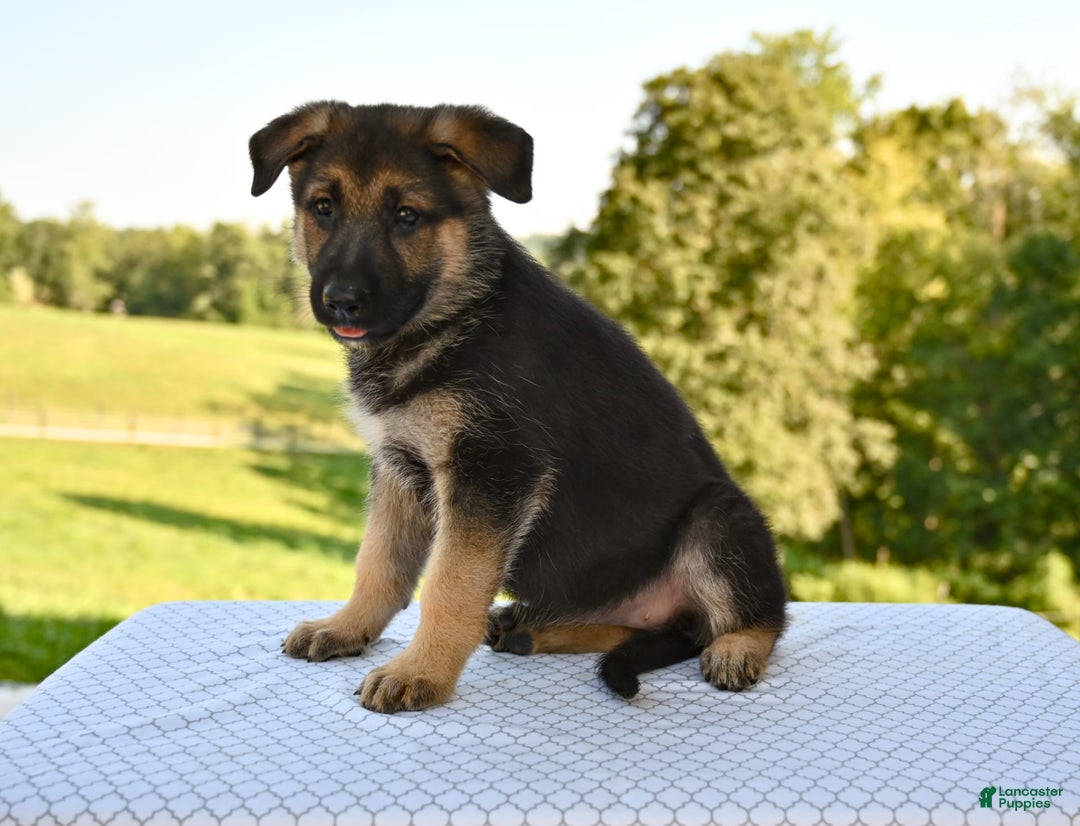 German Shepherd dogs for sale: Mackenzie - Image 5