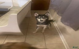Siberian Husky dogs for sale: Luna - Image 2
