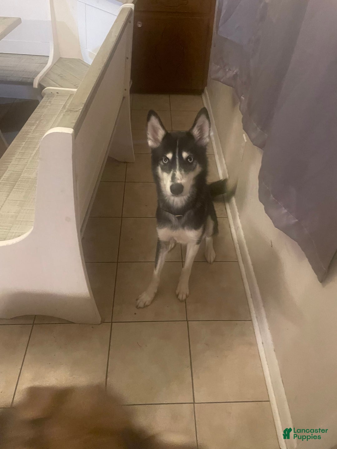 Siberian Husky dogs for sale: Luna - Image 2