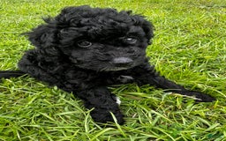 Aussiedoodle dogs for sale: Milo - Image 3