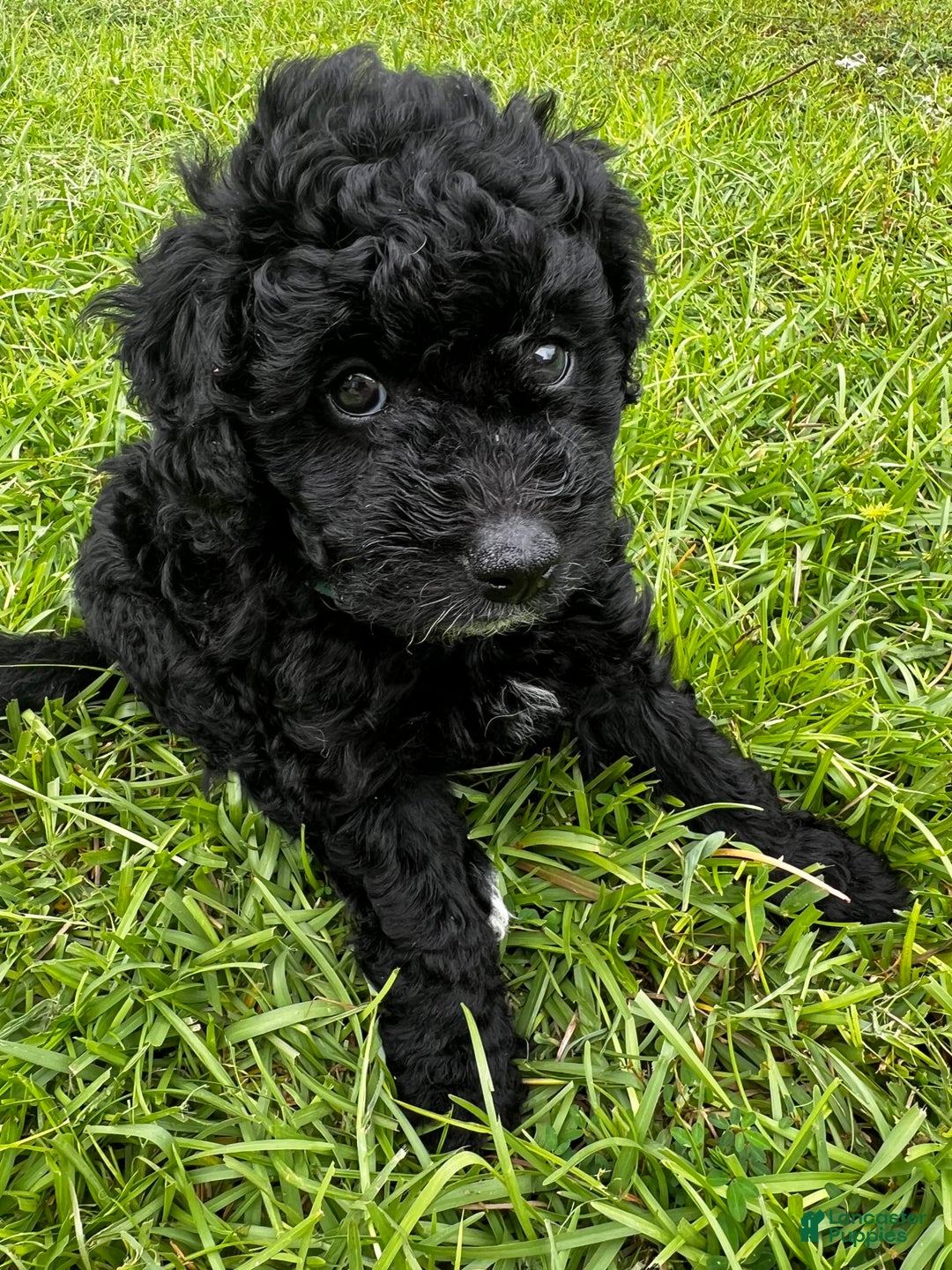 Aussiedoodle dogs for sale: Milo - Image 3