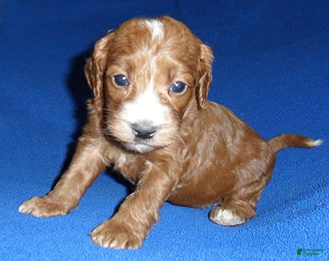 Cockapoo dogs for sale: Dudley - Image 8