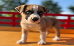 Boxer dogs for sale: Penny - Image 1