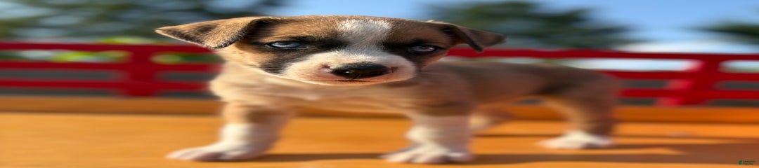 Penny