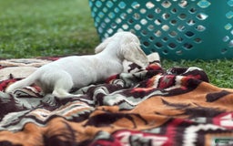 Miniature Dachshund dogs for sale: Marshmallow - Image 8