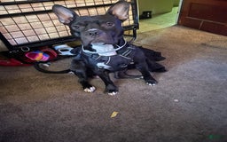 Canaan Dog dogs for sale: Girly - Image 4