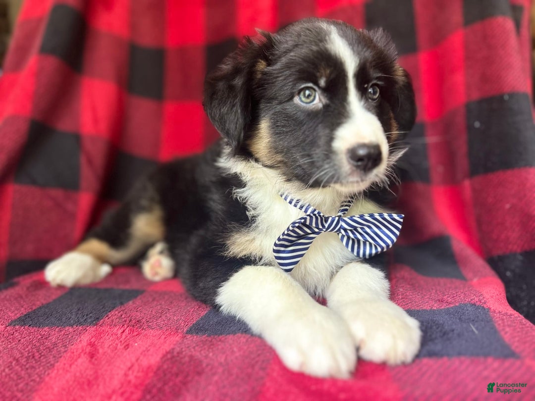 Miniature Australian Shepherd dogs for sale: Meatball - Image 10