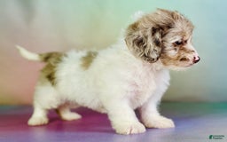 Toy Poodle dogs for sale: Precious Dna Clear - Image 8