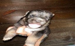 Gerberian Shepsky dogs for sale: Kazar - Image 2