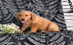 Golden Retriever dogs for sale: Golden Retriever 5 puppies - Image 14