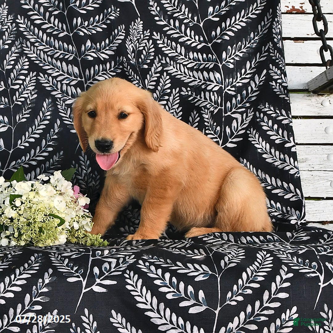 Golden Retriever dogs for sale: Golden Retriever 5 puppies - Image 14