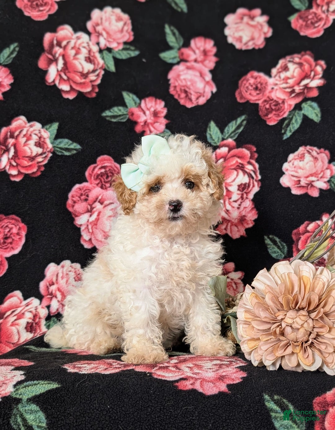 Toy Poodle dogs for sale: Kelcy - Image 4